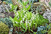 CONVALLARIA MAJALIS (LILY OF THE VALLEY) IN CONTAINER