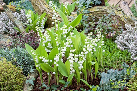 CONVALLARIA_MAJALIS_LILY_OF_THE_VALLEY_IN_CONTAINER