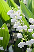 CONVALLARIA MAJALIS (LILY OF THE VALLEY)