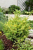 Juniperus chinensis Ferngold