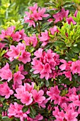 Rhododendron Geisha Pink