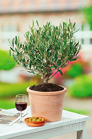 OLEA_EUROPAEA_OLIVE_IN_CONTAINER_WITH_GLASS_OF_RED_WINE_AND_DISH_OF_OLIVES