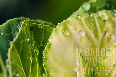 WATER_DROPLETS_ON_BRASSICA