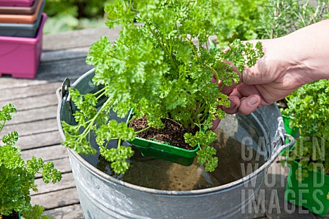 PLANTING_A_HERB_CONTAINER