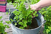 PLANTING A HERB CONTAINER
