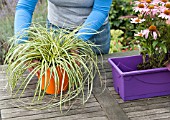 PLANTING A CONTAINER WITH PERENNIALS