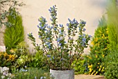 CEANOTHUS ARBOREUS TREWITHEN BLUE