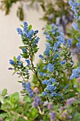 CEANOTHUS ARBOREUS TREWITHEN BLUE