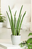 SANSEVIERIA CYLINDRICA (AFRICAN SPEAR PLANT)