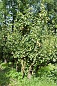 FRUIT ORCHARD PYRUS COMMUNIS (PEAR TREES)