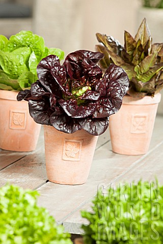 MIXED_LETTUCE_IN_POTS_LACTUCA_SATIVA_DEER_TONGUE_RED_MORDORE_REINE_DES_GLACES