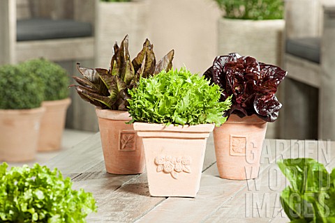 MIXED_LETTUCE_IN_POTS_LACTUCA_SATIVA_DEER_TONGUE_RED_MORDORE_REINE_DES_GLACES