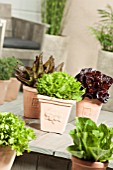 MIXED LETTUCE IN POTS; LACTUCA SATIVA DEER TONGUE RED, MORDORE, REINE DES GLACES