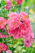 ROSA PINK FLOWER CARPET (HEIDETRAUM)