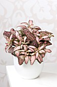FITTONIA PINK ANNE