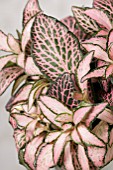 FITTONIA PINK ANNE