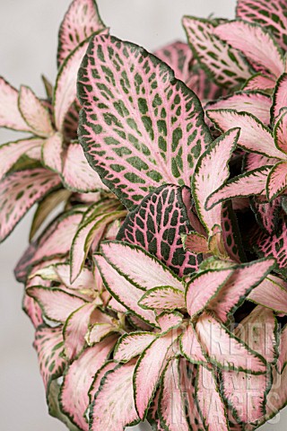 FITTONIA_PINK_ANNE