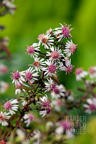 ASTER_LATERIFLORUS_LADY_IN_BLACK