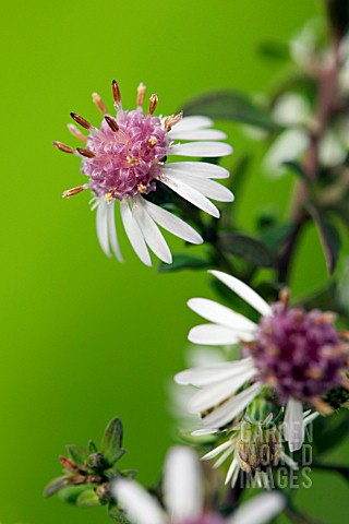 ASTER_LATERIFLORUS_LADY_IN_BLACK