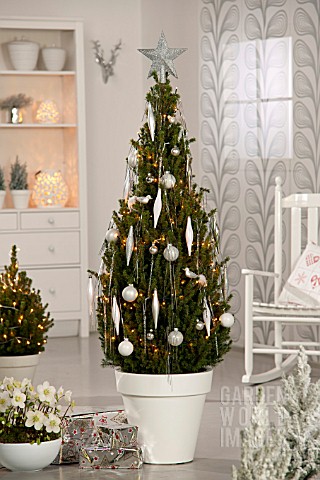 PICEA_GLAUCA_CONICA_AS_CHRISTMAS_TREE_WITH_DECORATIONS_WHITE_THEME