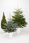 CHRISTMAS TREE MIX, ABIES, PICEA