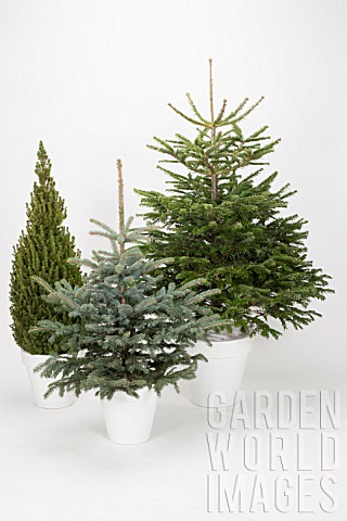 CHRISTMAS_TREE_MIX_ABIES_PICEA