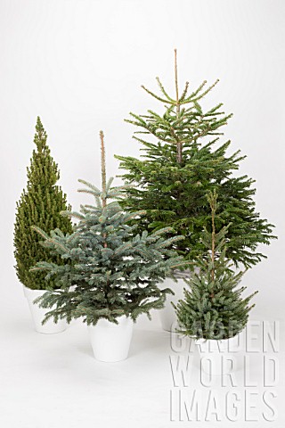CHRISTMAS_TREE_MIX_ABIES_PICEA