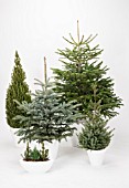 CHRISTMAS TREE MIX, ABIES, PICEA
