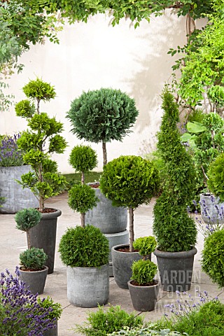 ASSORTED_TOPIARY_IN_CONTAINERS