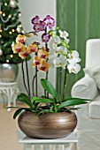 PHALAENOPSIS MIX, WITH; WHITE, YELLOW, PURPLE ORCHIDS IN CONTAINER (CHRISTMAS THEME)