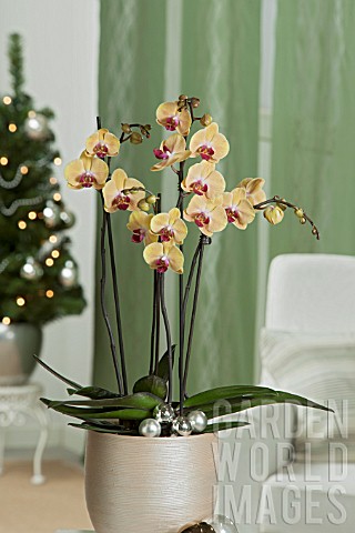 PHALAENOPSIS_YELLOW_BEAUTY_IN_CONTAINER