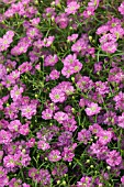 GYPSOPHILA MURALIS TEENY DEEP ROSE