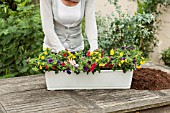 PLANTING AN ANNUAL CONTAINER WITH CALIBRACHOA