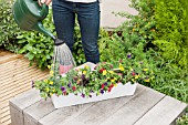 PLANTING AN ANNUAL CONTAINER WITH CALIBRACHOA
