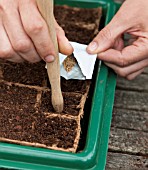 SOWING BIODEGRADABLE PLUG