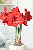 HIPPEASTRUM RED RIVAL