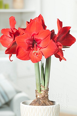 HIPPEASTRUM_RED_RIVAL