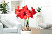 HIPPEASTRUM RED RIVAL