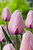 Tulipa Sweet Impression