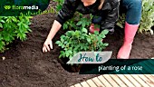 HOW TO: PLANTING A ROSE BUSH - STEP BY STEP ACTION VIDEO