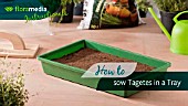HOW TO: PLANTING TAGETES (MARIGOLD)  SEEDS IN TRAY - STEP BY STEP ACTION VIDEO