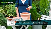 HOW TO: PLANTING TOMATO (LYCOPERSICUM ESCULENTUM) PLANT INTO CONTAINER - STEP BY STEP ACTION VIDEO