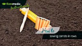 HOW TO: SOWING CARROTS (DAUCUS CAROTA) IN ROWS - STEP BY STEP ACTION VIDEO