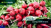 HOW TO: SOWING RADISH (RAPHANUS SATIVUS) IN ROWS  - STEP BY STEP ACTION VIDEO