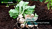 HOW TO: HARVESTING TURNIPS (BRASSICA RAPA VAR. RAPA)- STEP BY STEP ACTION VIDEO
