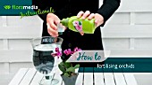 HOW TO: FEEDING ORCHIDS- STEP BY STEP ACTION VIDEO