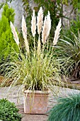 CORTADERIA SELLOANA GOLDEN GOBLIN