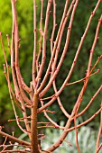 TILIA CORDATA WINTER ORANGE