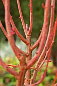 TILIA CORDATA WINTER ORANGE