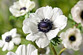 ANEMONE MARIANNE WHITE